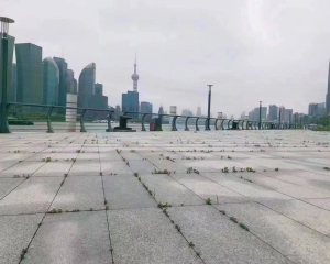 上海外滩全是草